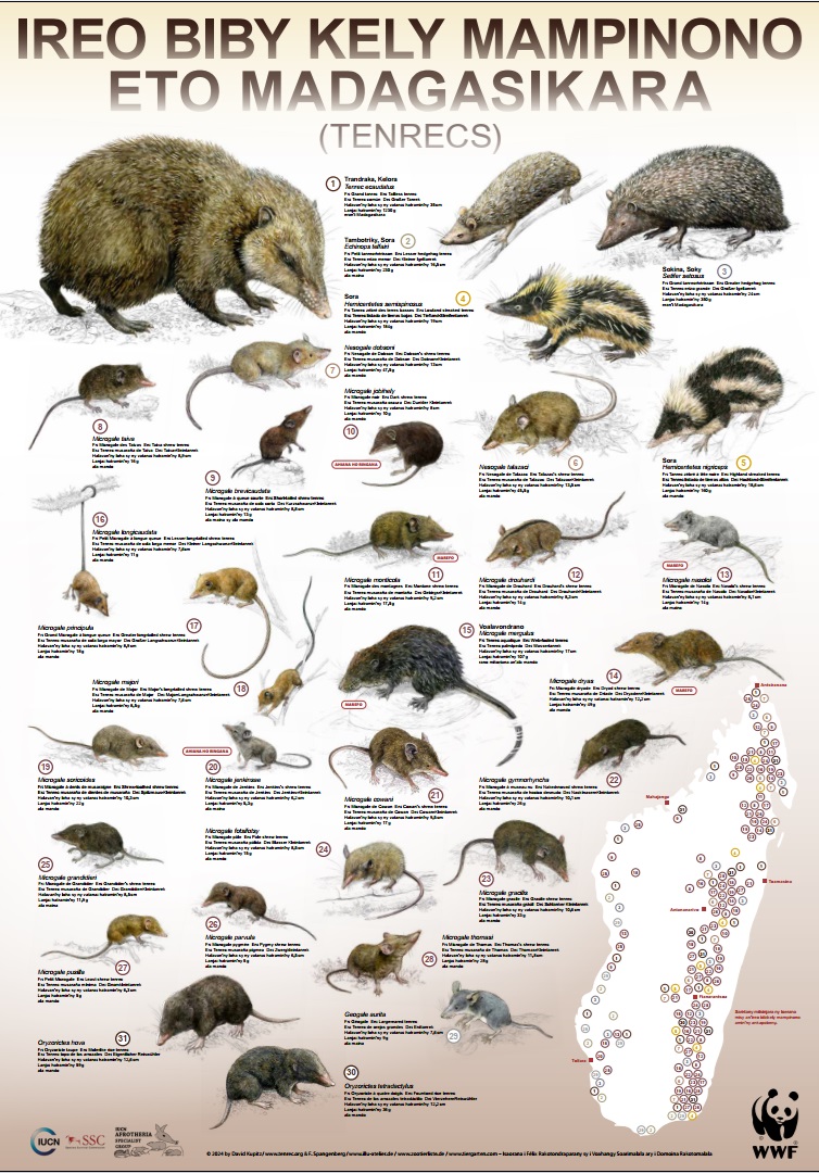 Malagasy version of tenrec poster. Copyright D. Kupitz & F. Spangenberg
