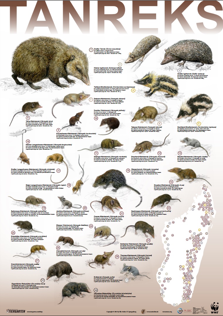 Tenrec poster: German version