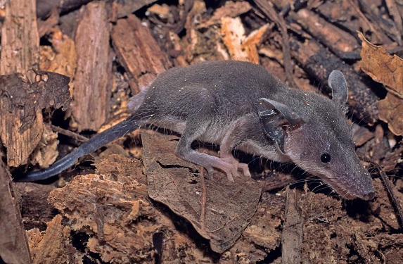 Large-eared Tenrec (Geogale aurita) - Lac Tsimanampetsotsa - Madagascar - Copyright Harald Sch&uuml;tz