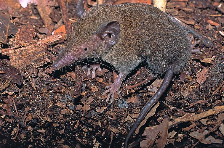 Short-tailed Shrew Tenrec (Microgale brevicaudata) - Bemaraha - Madagascar - Copyright Harald Sch&uuml;tz