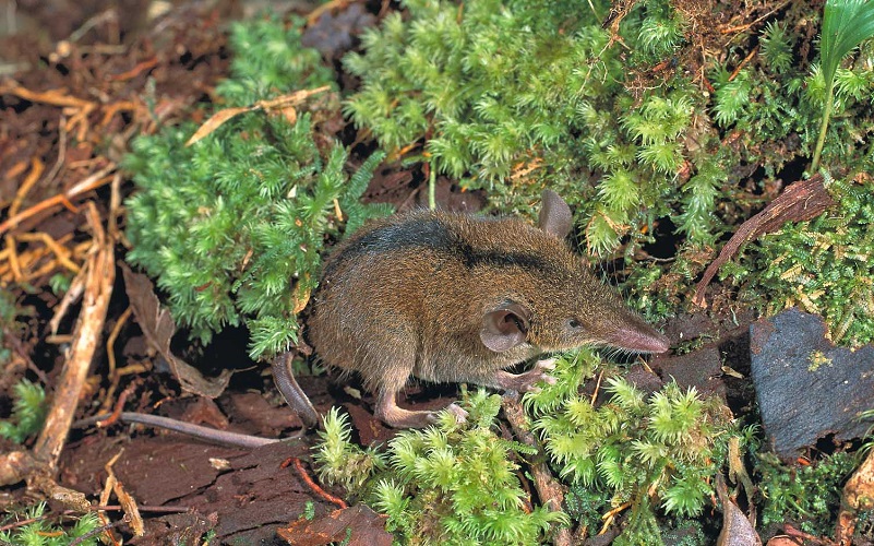 Drouhard's Shrew Tenrec (Microgale drouhardi) - Manongarivo - Madagascar - Copyright Harald Sch&uuml;tz