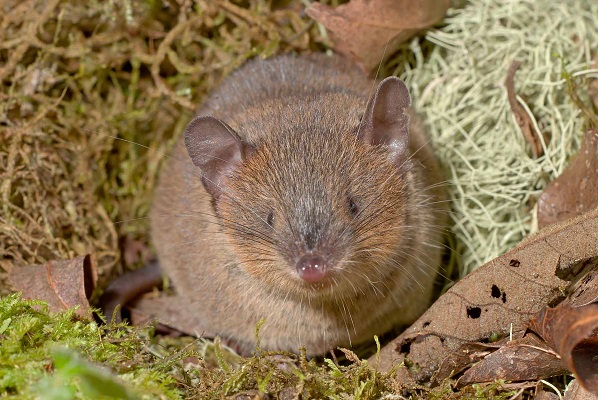 Dobson's Shrew Tenrec (Nesogale dobsoni) - Ankazomivady - Madagascar - Copyright Harald Sch&uuml;tz