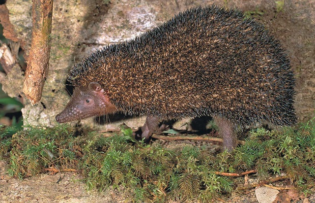 Greater Hedgehog Tenrec (Setifer setosus) - Andringitra - Madagascar - Copyright Harald Sch&uuml;tz