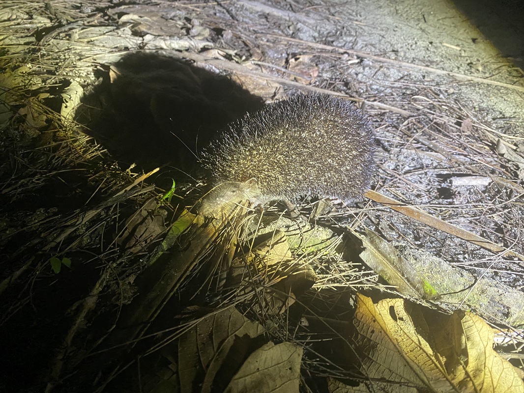 Greater Hedgehog Tenrec (Setifer setosus) - Ile aux Nattes, July 2024 - Madagascar - Copyright Elke Kupitz