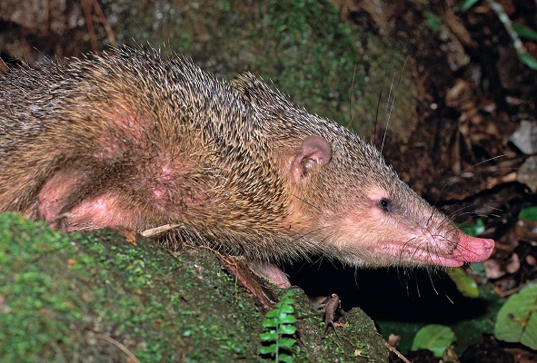 Tail-less tenrec (Tenrec ecaudatus) - Bemaraha - Madagascar - Copyright Harald Sch&uuml;tz
