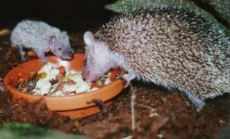 Mother with 26 day old young