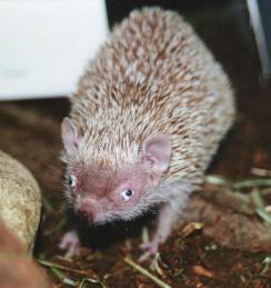 Male showing eye-gland secretion