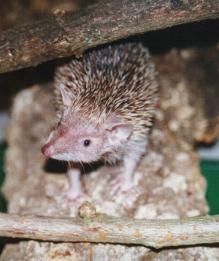 Climbing hedgehog tenrec female