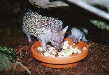 Mother with 26 day old young at food dish