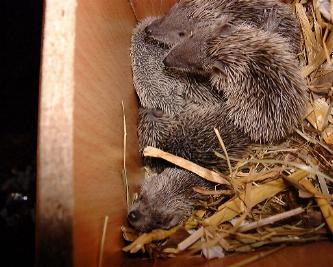 Seven 20 day-old young