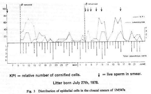 Fig. 3   Distribution of epithelial cells in the cloacal smears of female M547a.