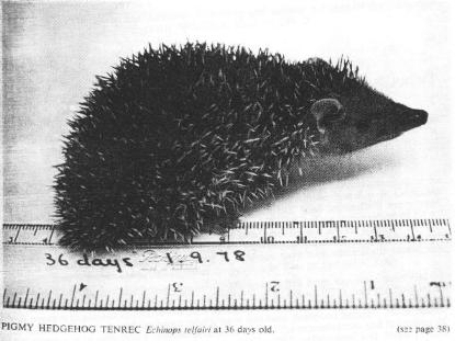Pigmy Hedgehog Tenrec Echinops telfairi at 36 days old.