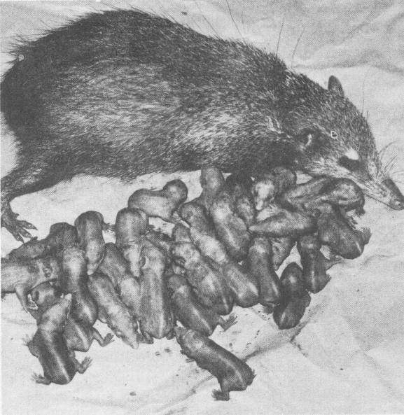 Female tail-less tenrec (Tenrec ecaudatus) with her newborn litter of 31 at Wassenaar Zoo; 30 survived to maturity. From: International Zoo Yearbook 13 (1973): pp 125-126. Published by the Zoological Society of London. Online publishing with kind permission and &copy; of the Zoological Society of London.