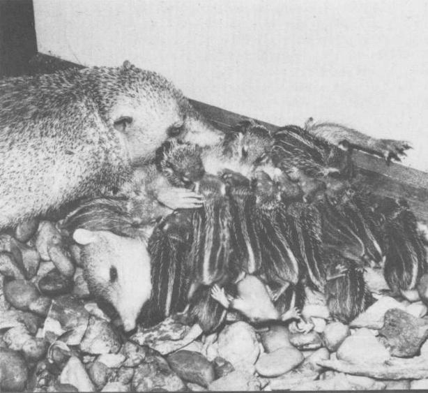 Tail-less Tenrec (Tenrec ecaudatus) - A smaller litter of 18 at four weeks. The female lies on her back, presenting 24 nipples for suckling. From: International Zoo Yearbook 13 (1973): pp 125-126. Published by the Zoological Society of London. Online publishing with kind permission and &copy; the Zoological Society of London.